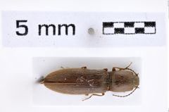 Foto (Dorsalansicht) von Athous obsoletus (Illiger, 1807) (NHMW-ZOO-COL-0007800)